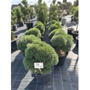 Сосна гірська Гніздо С20